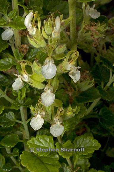 teucrium flavum 1 graphic